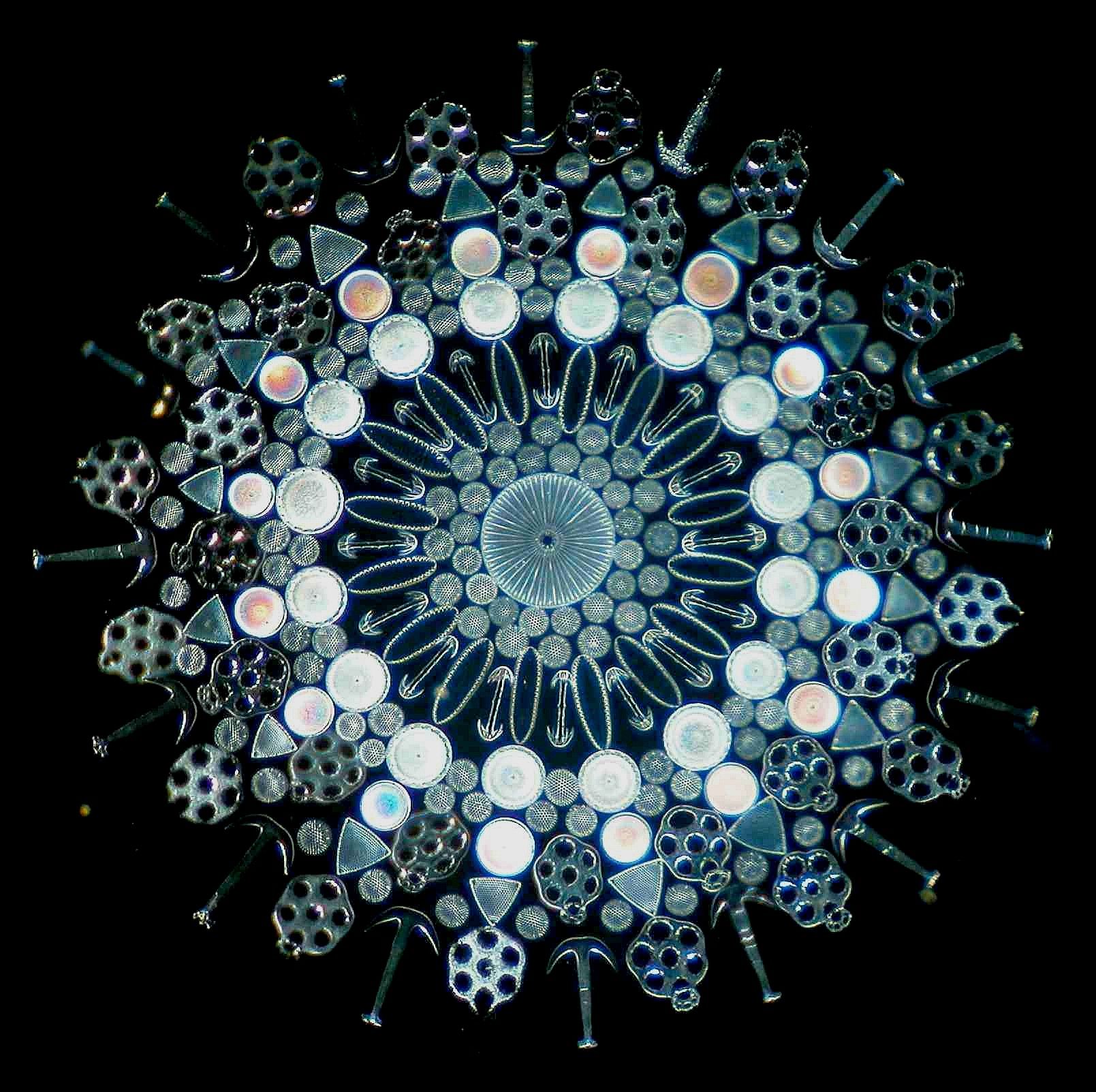 Arranged Exhibition Slide comprised of Diatoms, Sponge Spicules, and Plates and Anchors of Synapta