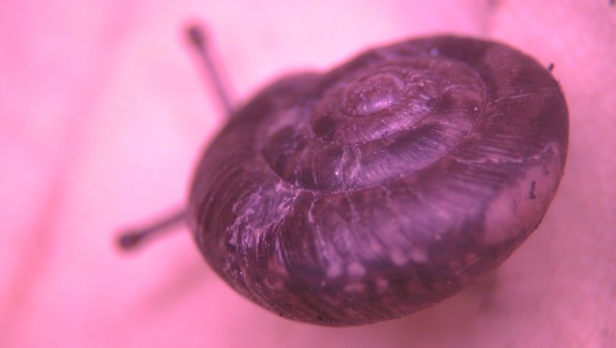 Salisbury Slugs and Snails