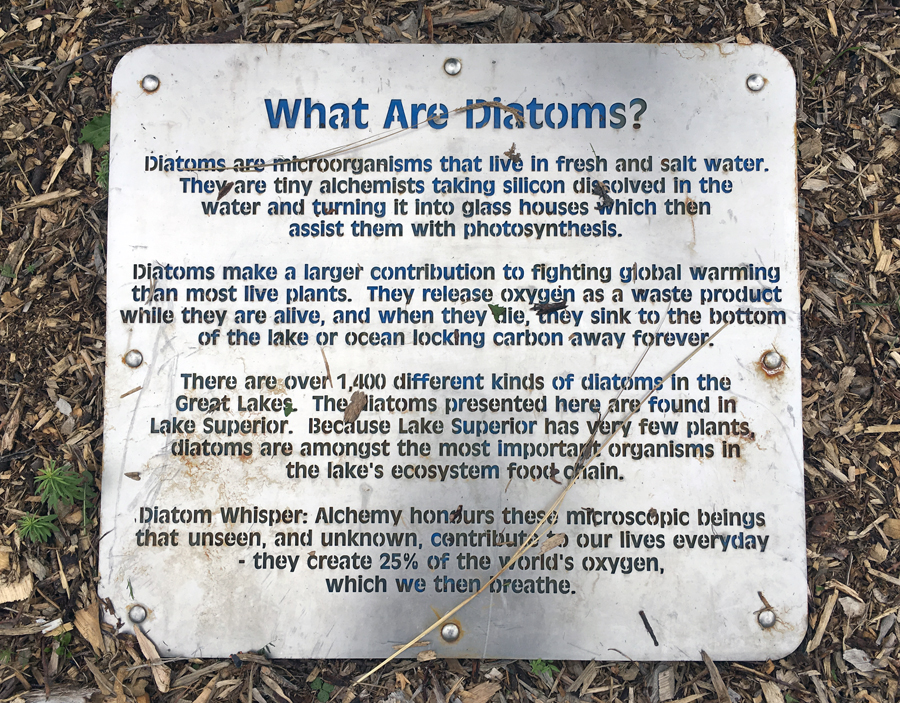 What Are Diatoms?