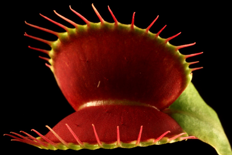 dionaea-muscipula