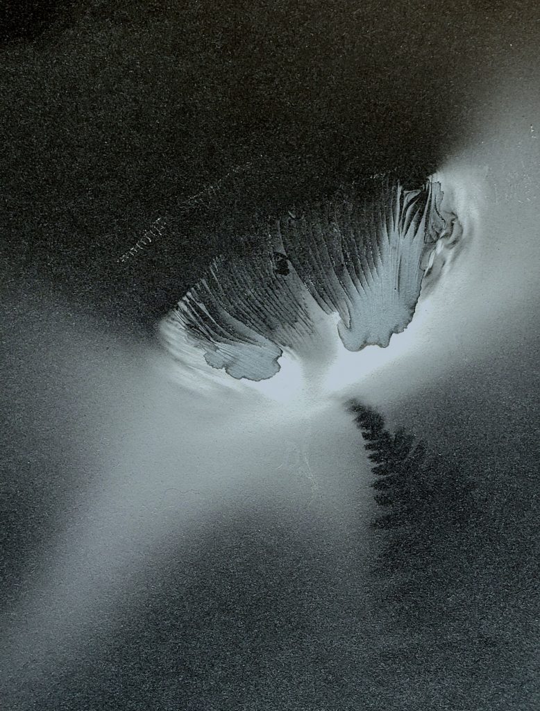 A light perforates a dark, skeletal background illuminating a fern