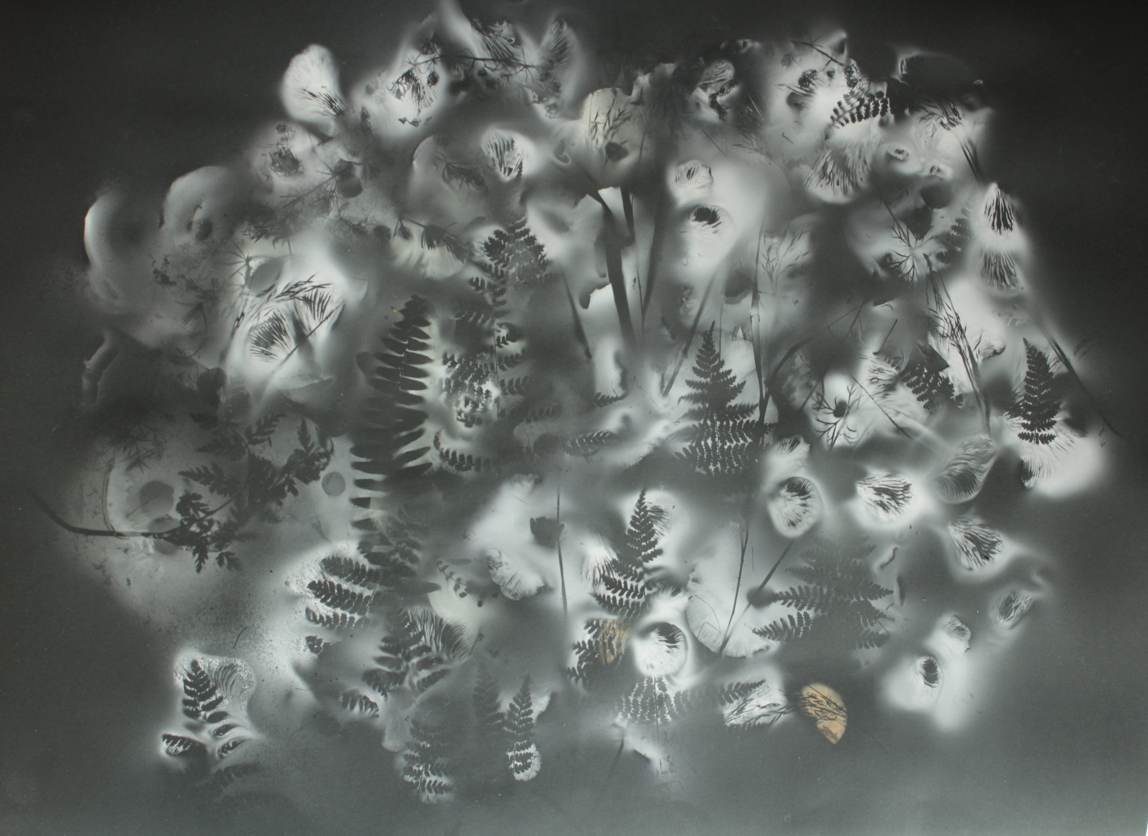 A black and white collection of ferns and fungal spores. Shadows against a foggy backdrop