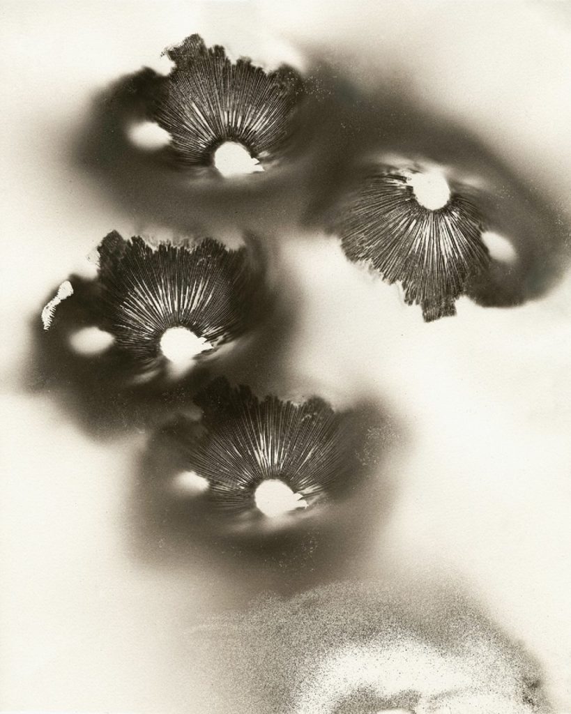 Four flower-like shadows on a white background