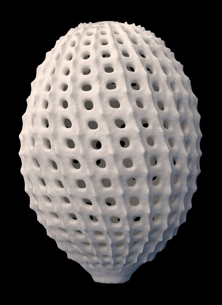 3D image of a Cyrtophormis Spiralis