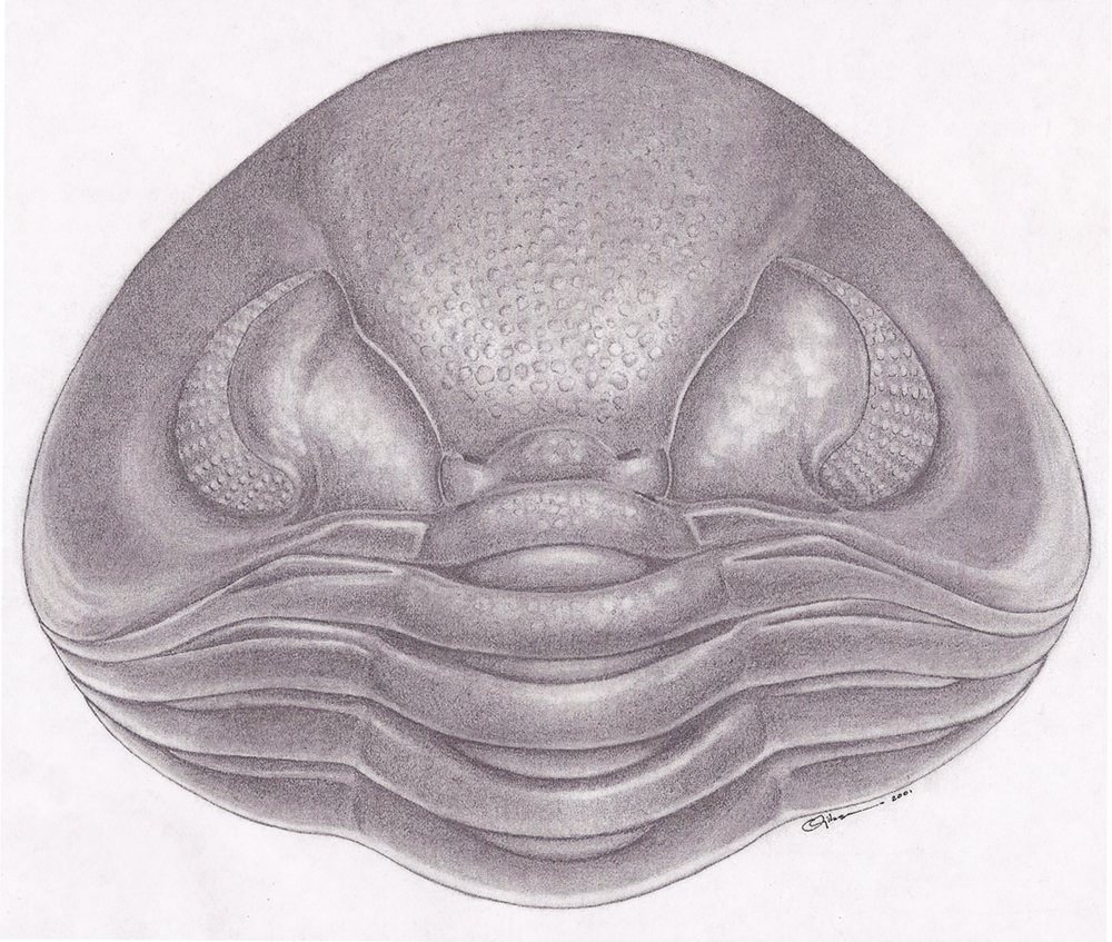 A detailed drawing of a Trilobite