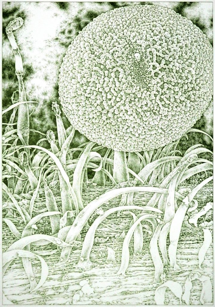 Green drawing of geranium vista