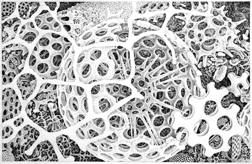 black and white image of radiolaria