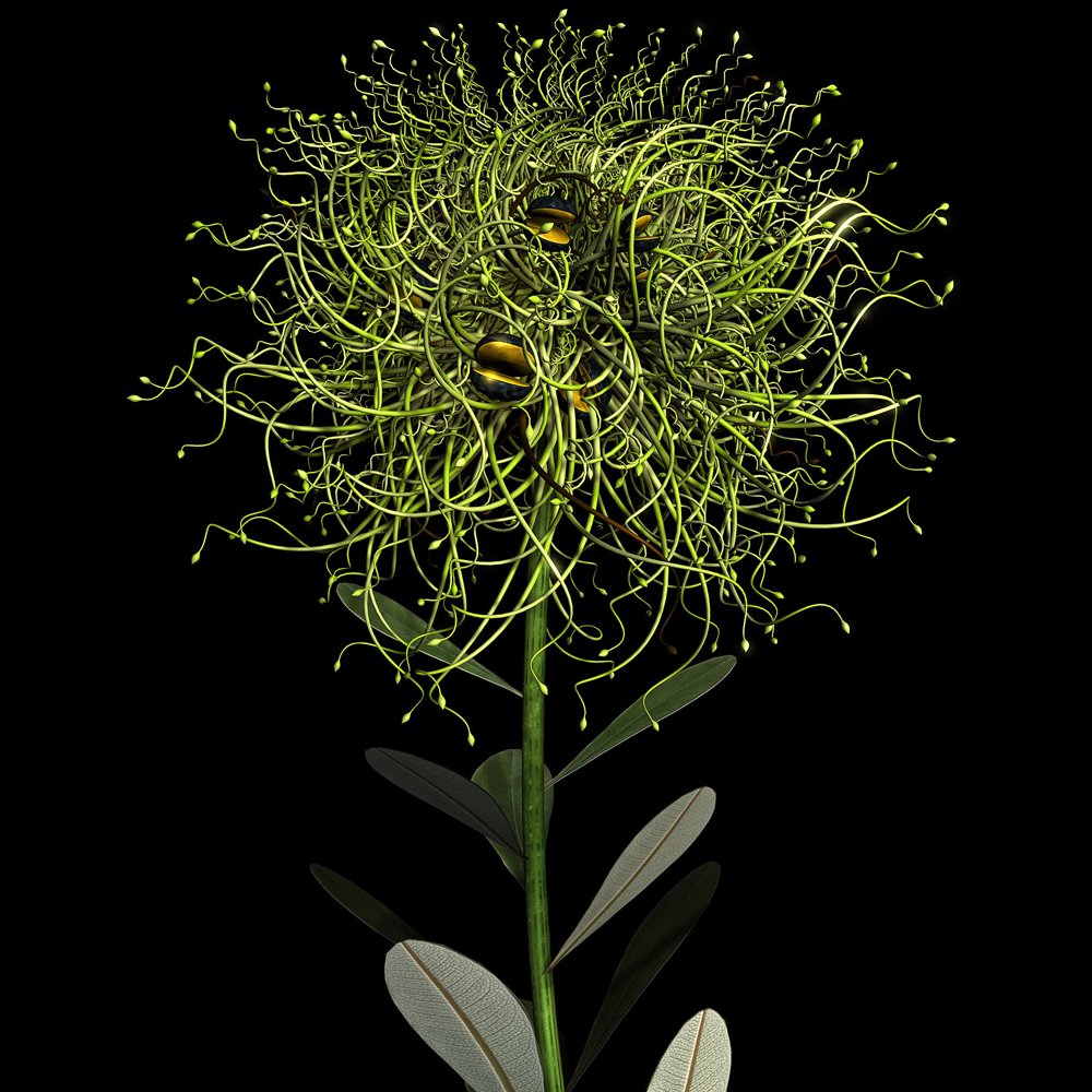 Still digitial image of evolved artificial plant form creatued using custom software developed by the artist.