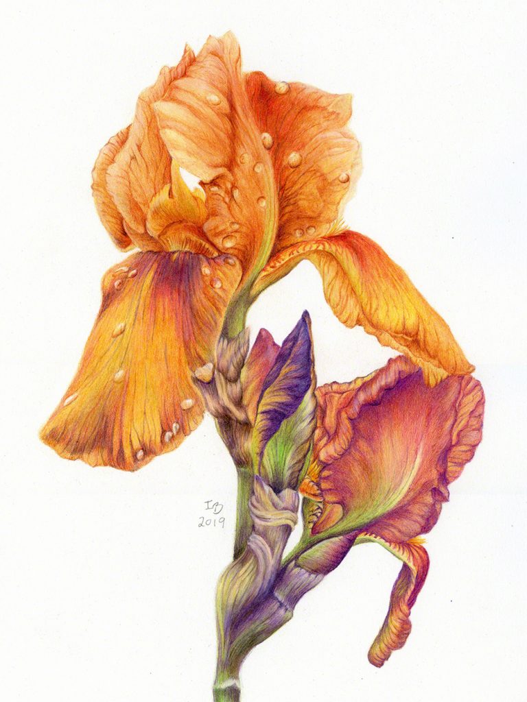 A watercolour flower by Ilka Bauer 