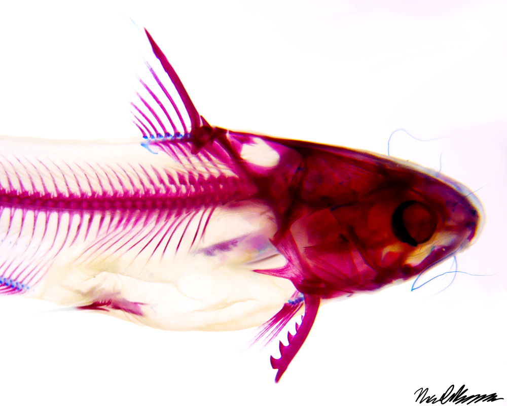 microscopy art by noah bressman - fish head 