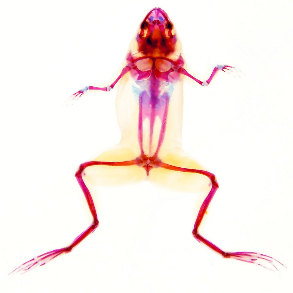 microscopy art by noah bressman - frog 