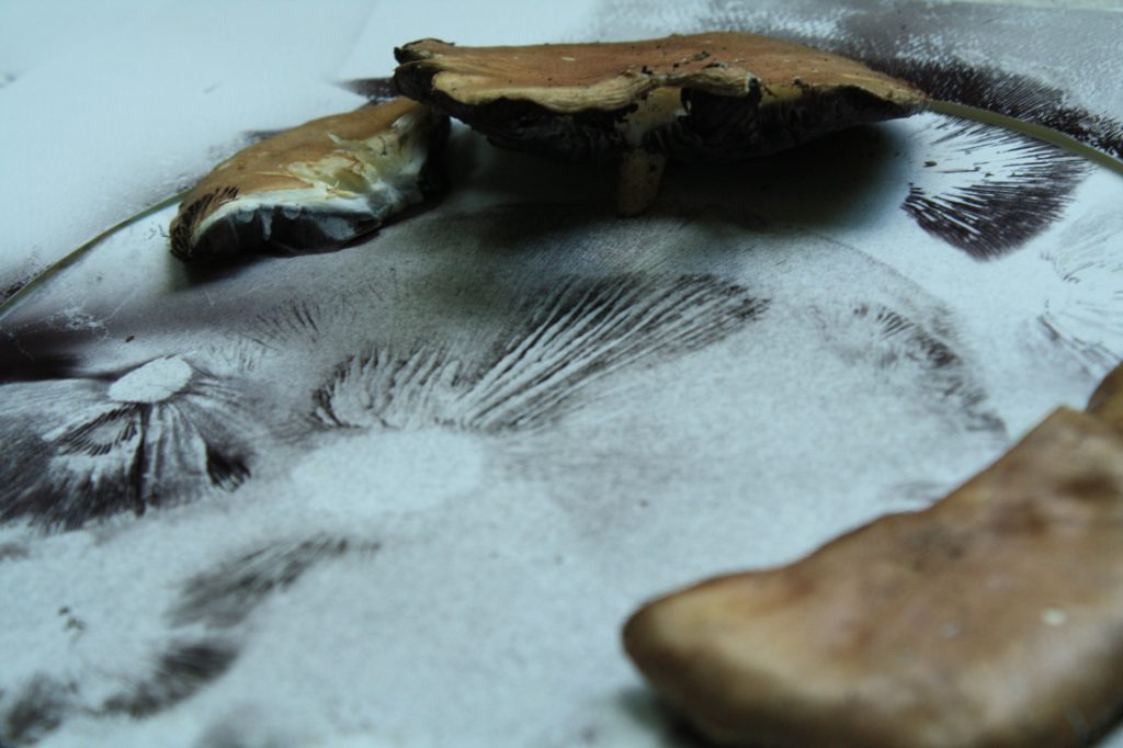 Half of a large brown mushroom, poised over a sheet of paper, its spores carefully outlined below. 