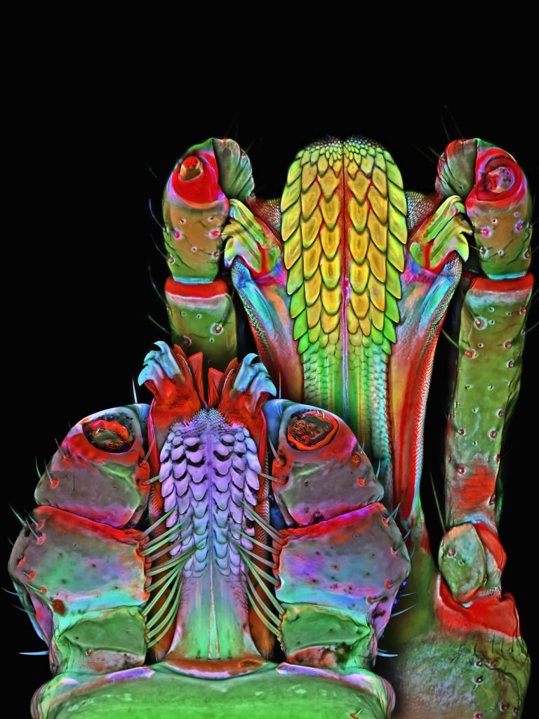 colourful microscopic sciart