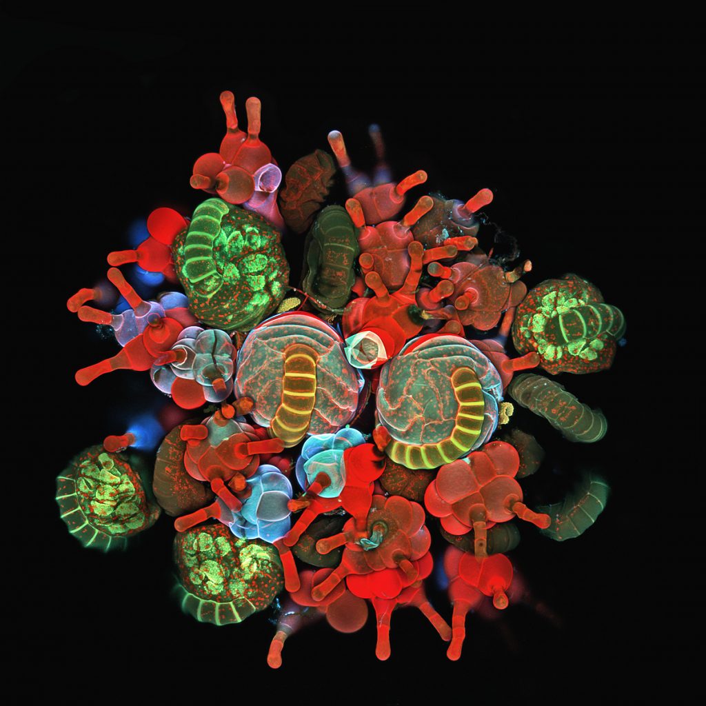 colourful microscopy sciart