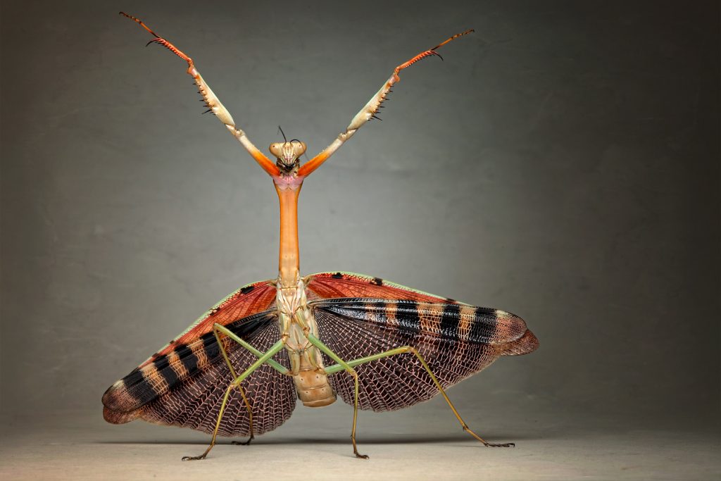 insect macro photography sciart