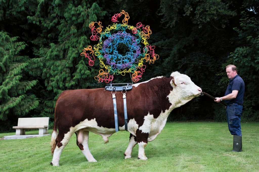 A photo of a cow with a strange colourful contraption on its back