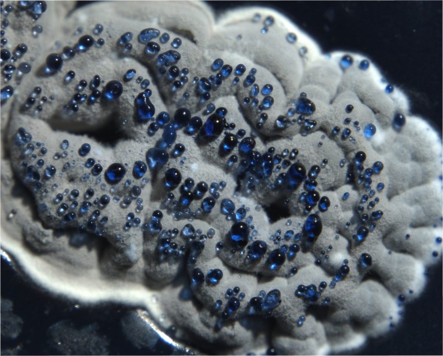 Blue liquid droplets on a bacterial colony that looks like a grey fluffy cloud