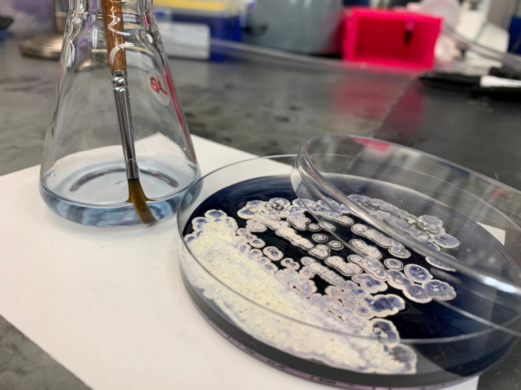 An Erlenmeyer/conical flask with faintly blue liquid and a paintbrush next to a Petri dish of blue agar and white bacterial colonies floating on top.