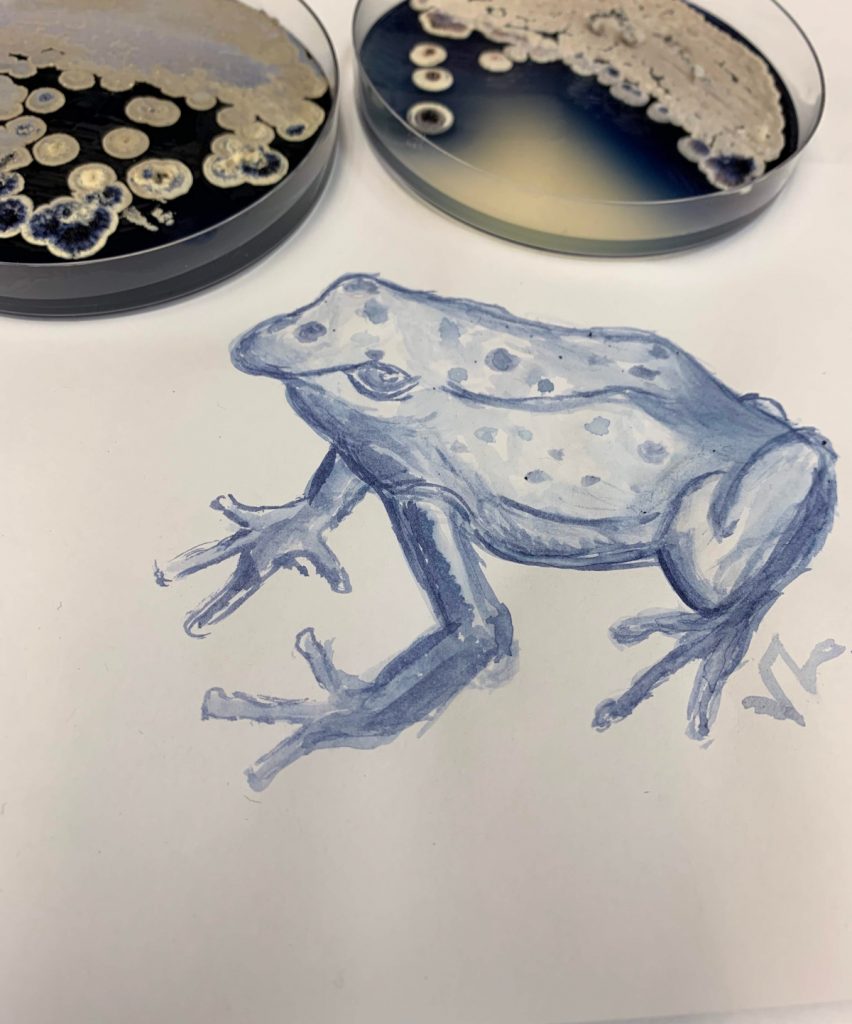 The top of the image contains two Petri dishes with dark blue agar and white bacterial colonies sitting on top of the agar. The lower half is a painting of a blue poison dart frog. 