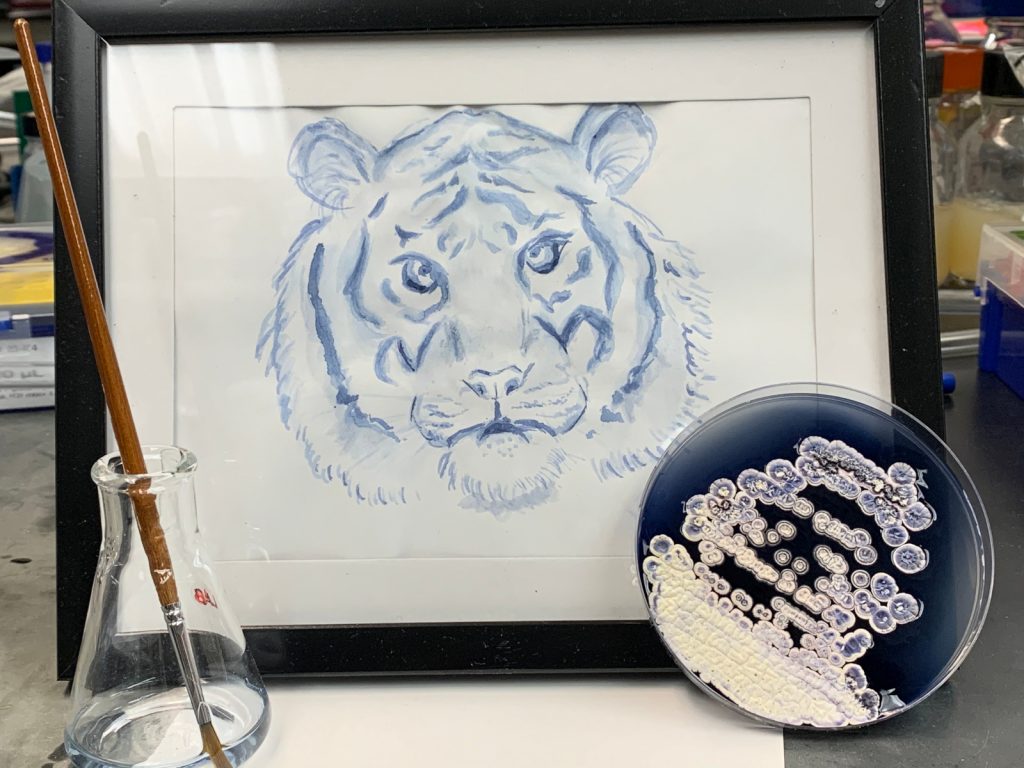 Framed blue painting of a tiger's face. In front are an Erlenmeyer/conical flask holding faintly blue-ish clear liquid and a Petri dish with dark blue agar and white bacterial colonies. 