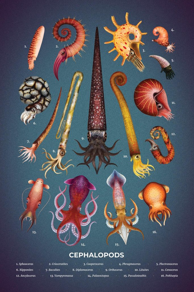 Multiple cephalopods that are numbered with a key to their names at the bottom