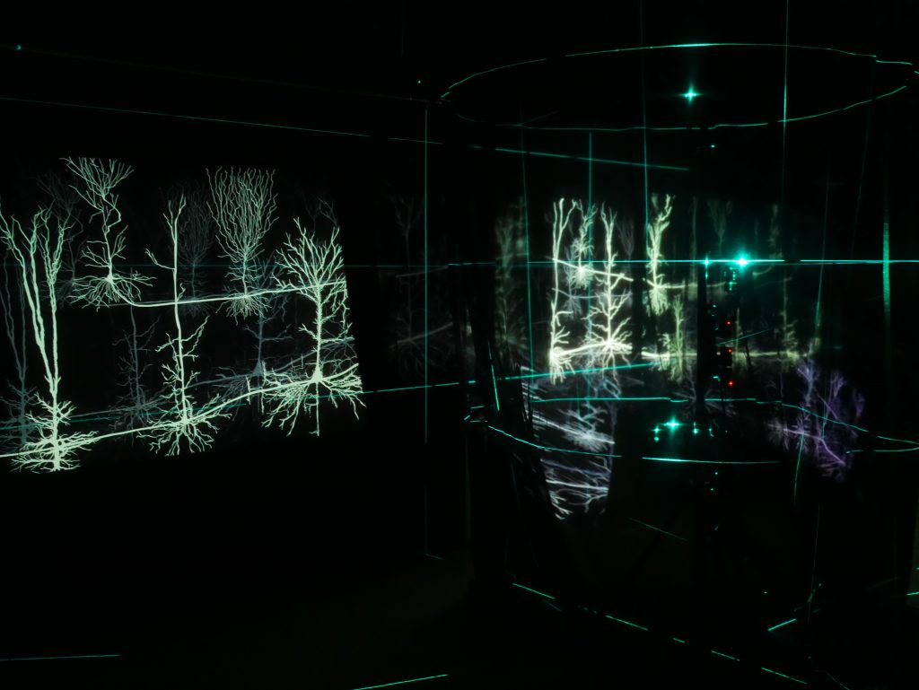 light green branched structures in a dark room