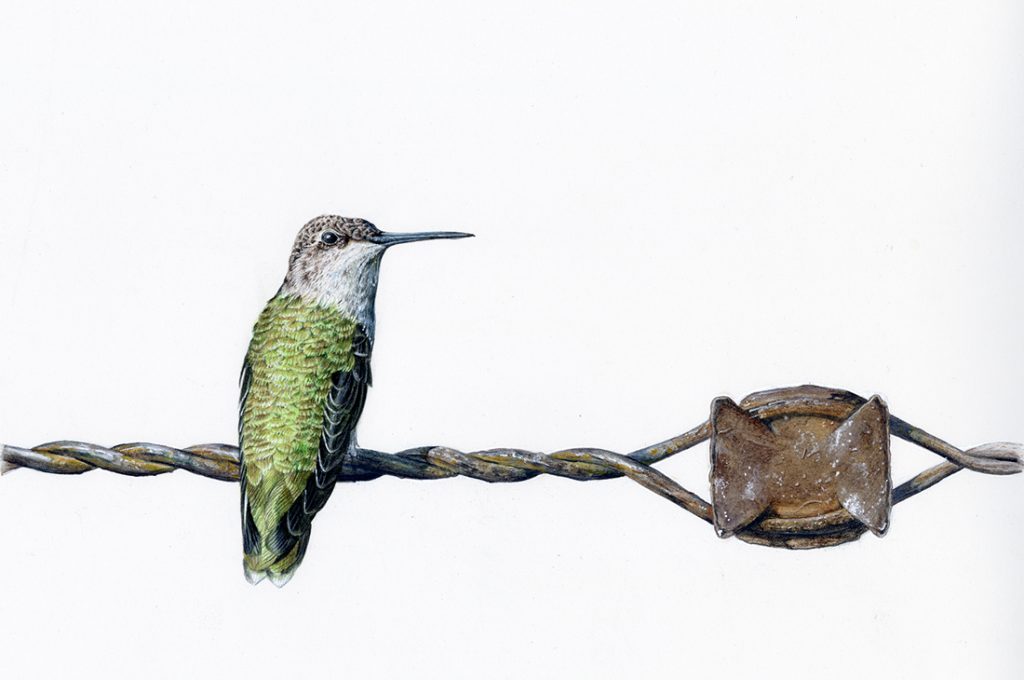 Beryl Hummingbird with green feathers and a grey head sitting on some twisted wire