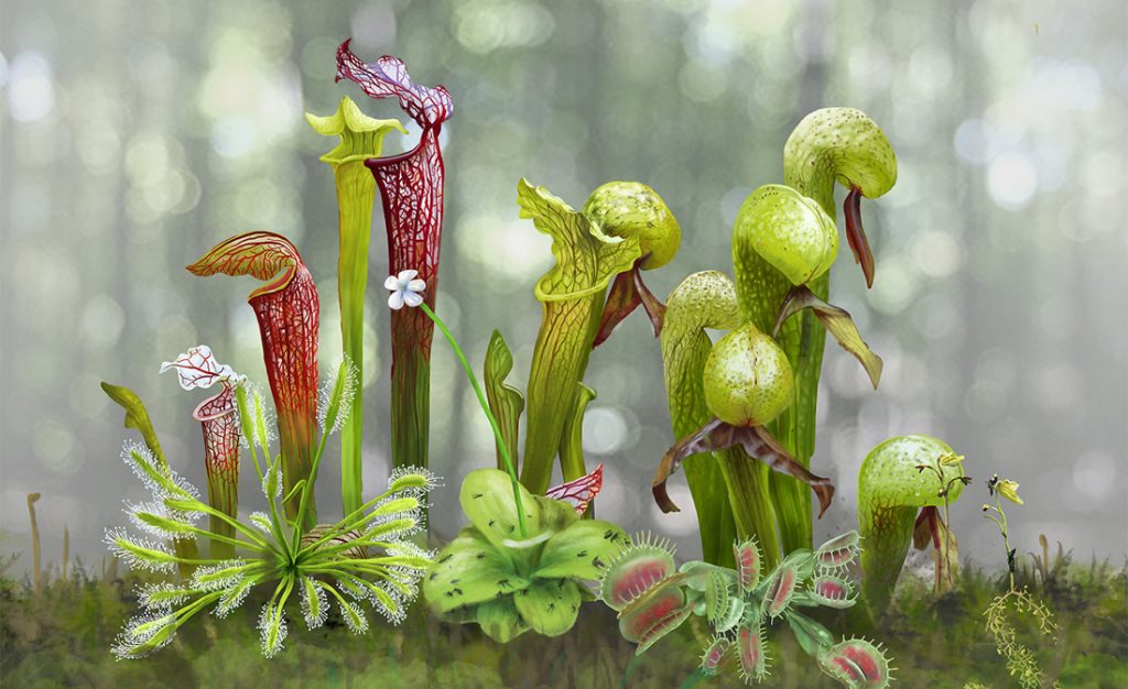 Multiple carnivorous plants, including pitcher plants and Venus flytraps, growing together on the forest floor.