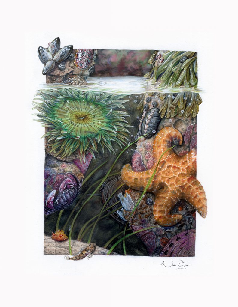 Scene at the edge of a tide pool with multiple marine animals, including a sea star, anemone, fish, and mollusks. 