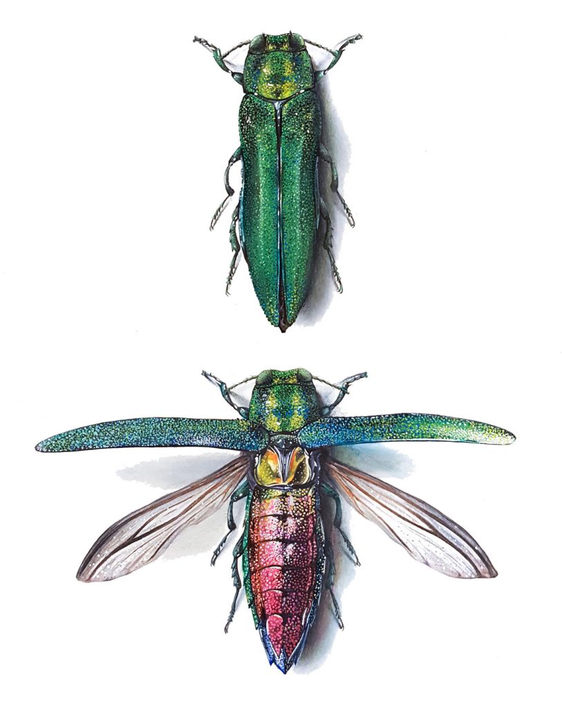 Close-up of an emerald ash borer beetle. Wings are closed in the top image, showing its emerald green exterior, and wings are open in the bottom image, revealing it's reddish coloured body. 