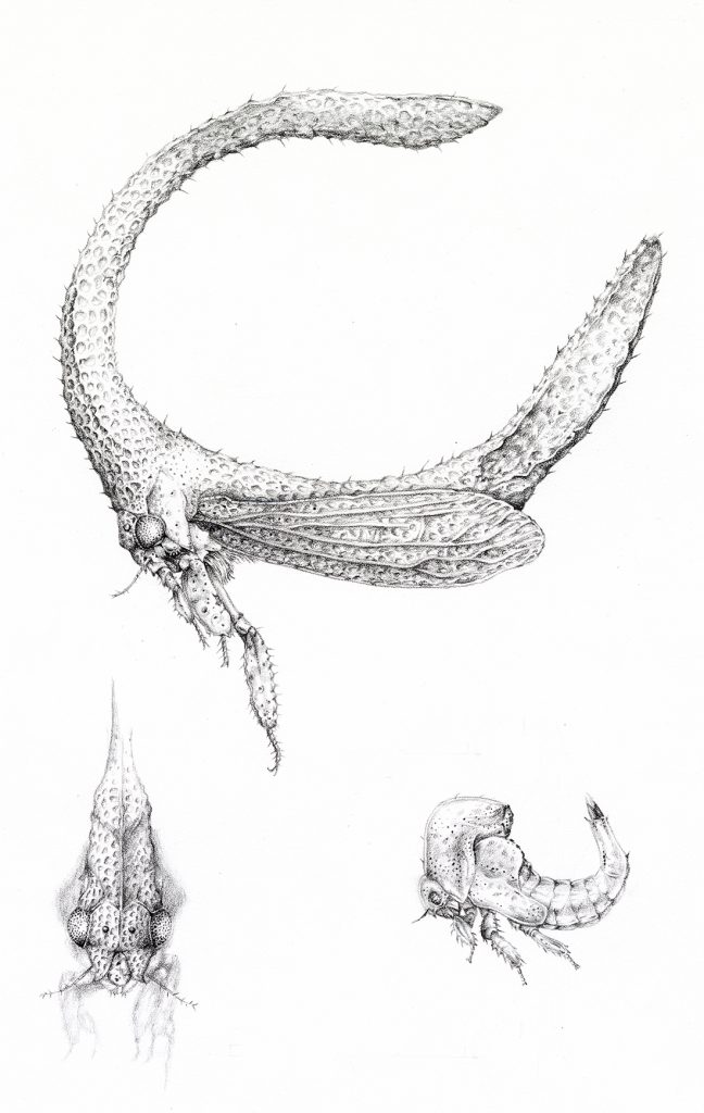 Black and white drawings of horseshoe treehoppers at three different angles and stages of development. 