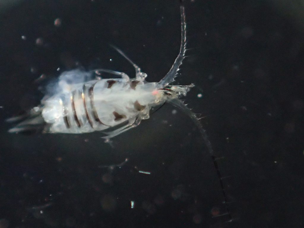 macro photo of plankton