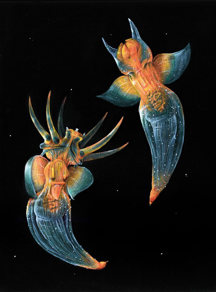 Two sea angels, which are a transparent blue color with some orange regions, floating in a dark black ocean 