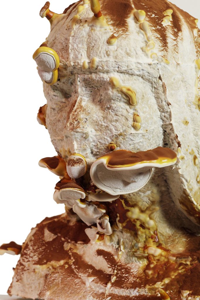 close up of fungi structure 