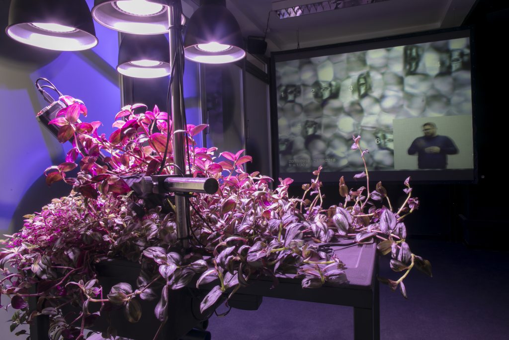 Flowery vines cover a display table, lit by bright lights and a strange screen in the background (science art) 