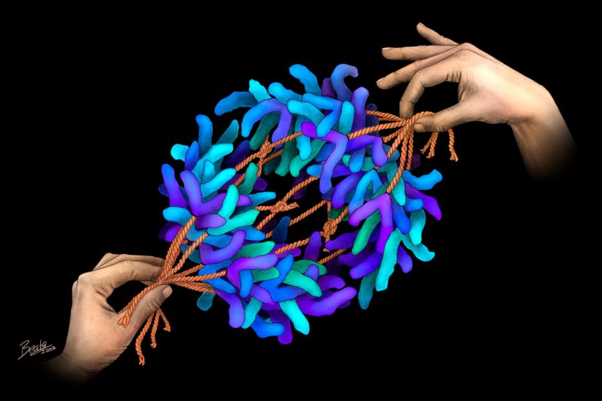 Hands pulling apart chromosomes as they separate in a cell
