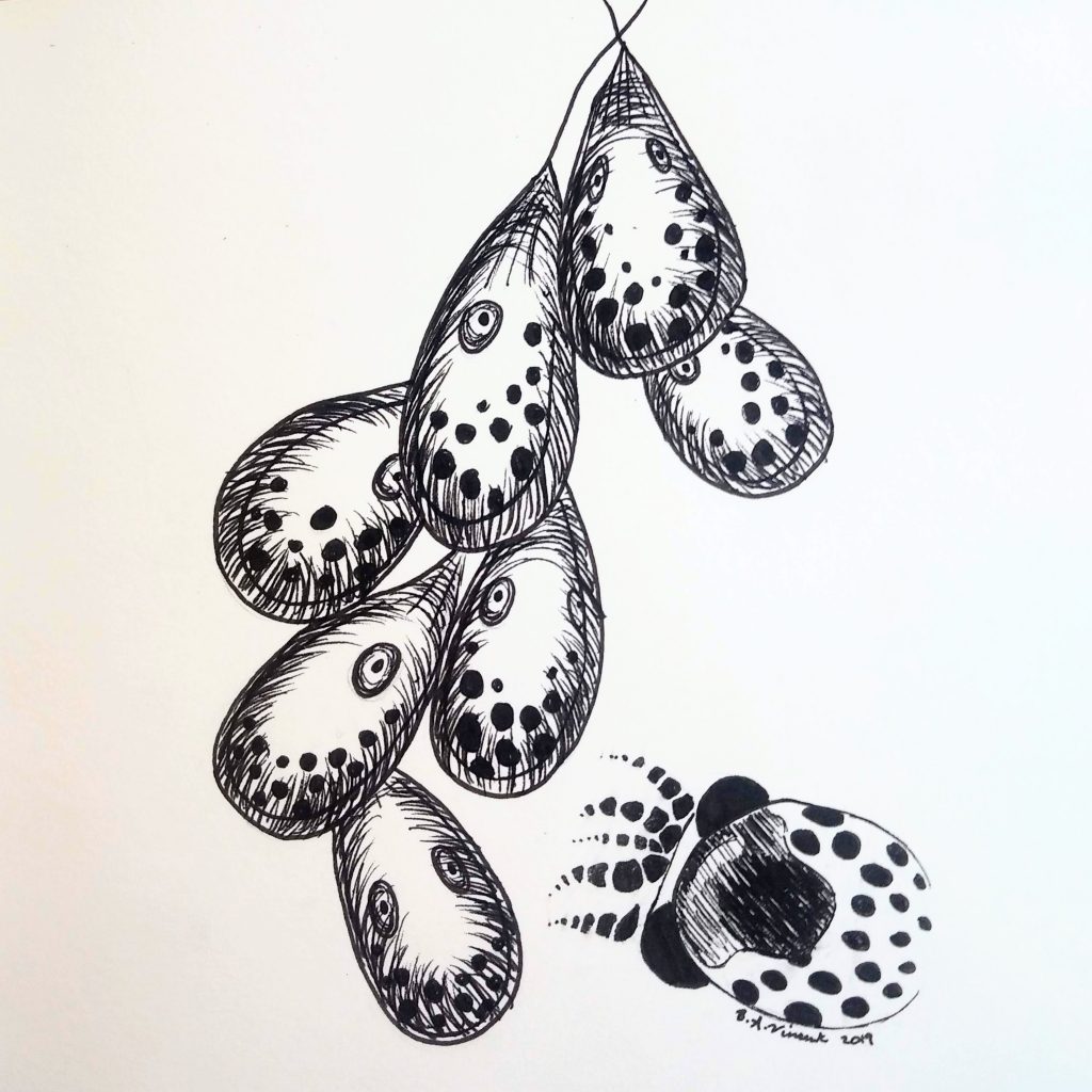 Black and white image of octopus eggs that look like tiny octopuses inside teardrop-shaped sacks. 