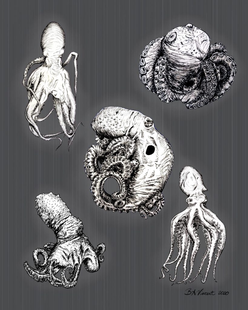 Five different octopuses drawn in black and white. 