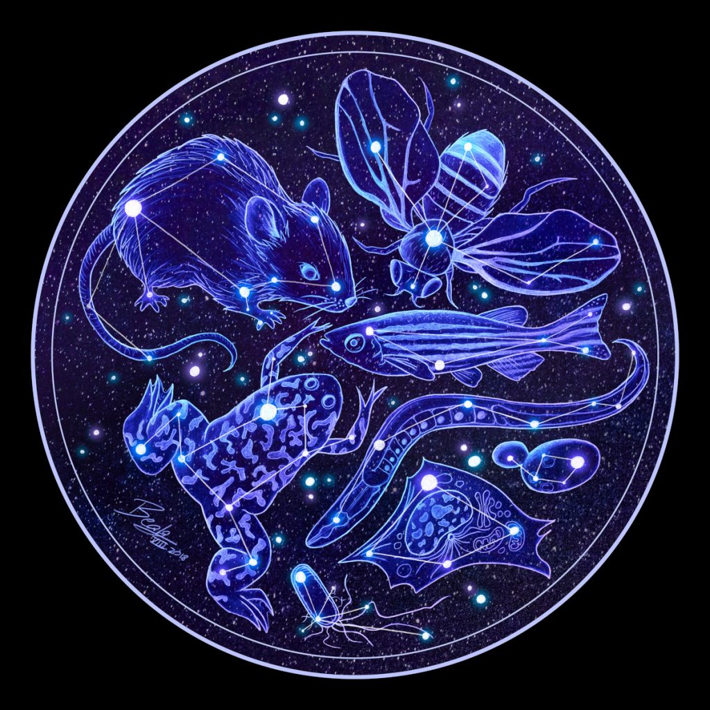 Star map illustration with constellations and drawings of commonly used model organisms and cell types, including a rat, frog, C. elegans, and fish.  