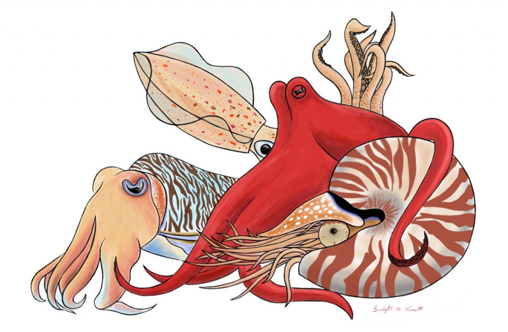 Representatives from the four extant orders of cephalopods, including a cuttlefish, a squid, an octopus, and a nautilus. 