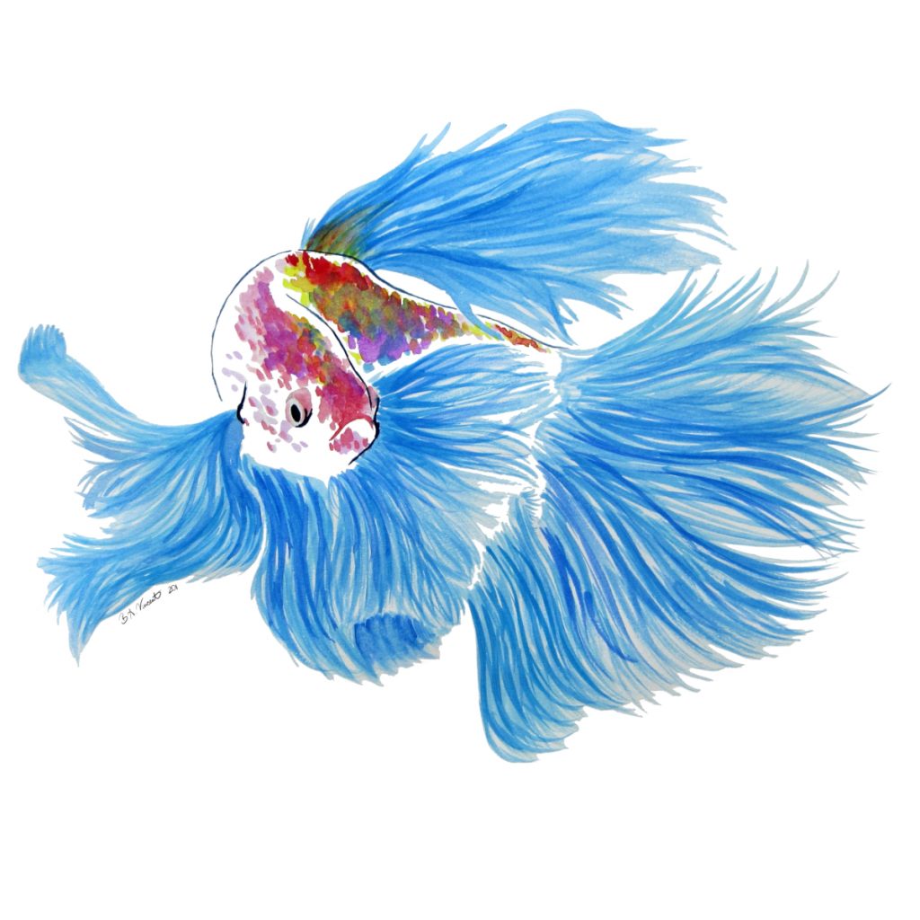 Colorful betta fish with rainbow scales and blue fins