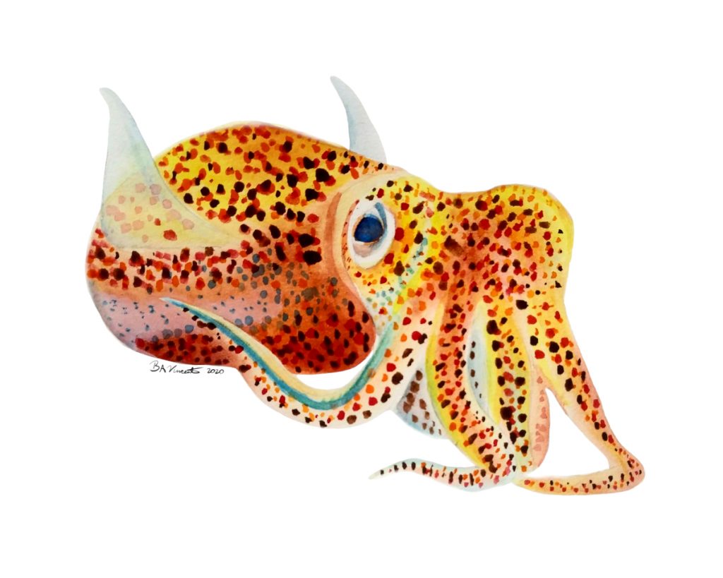 Euprymna scolopes or Hawaiian bobtail squid painted in orange, yellow, and red. 