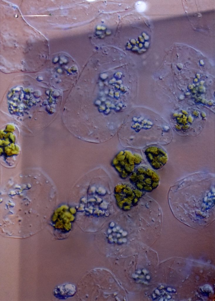 Close up image of chloroplasts