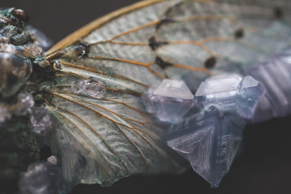 Close up of cicada wing with large, light purple crystals. 