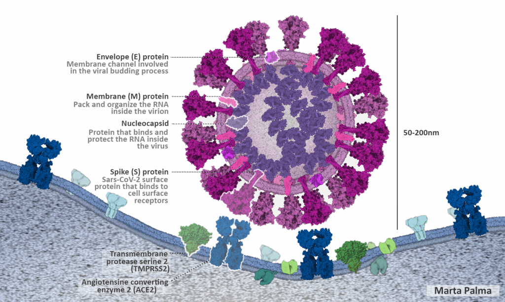 Coronavirus illustration near surface of cell