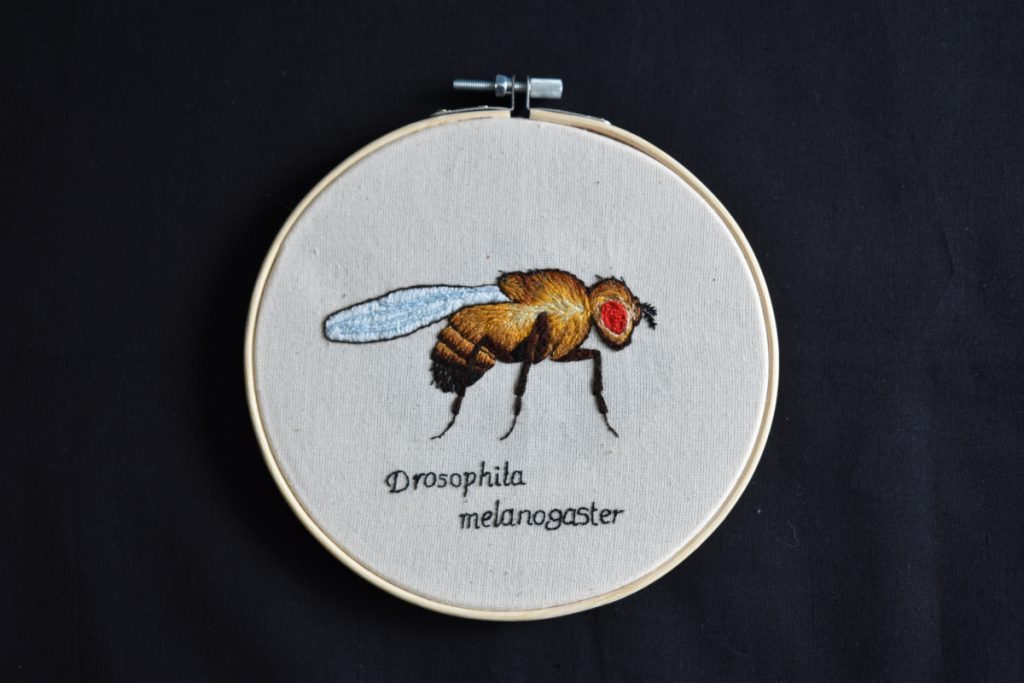 Embroidery of a fruit fly. 
