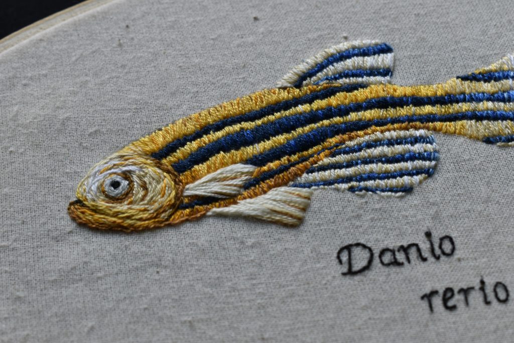 Blue and yellow striped fish. 