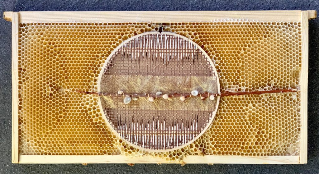 Circular embroidery hoop with thin pussywillow branch down the center and stripes of porcupine quills on either side. The hoop is embedded in honeycomb. 