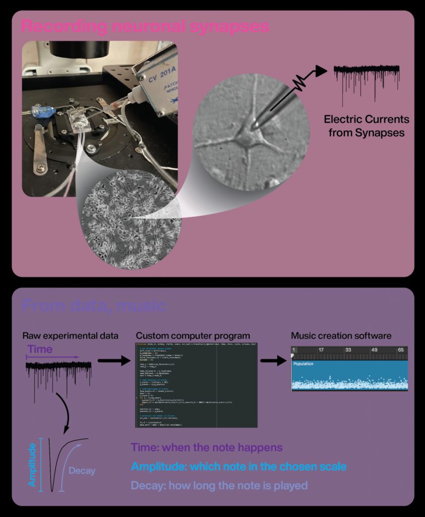 Images from measuring electric currents from neurons on top. Below is a display of spikes from the electric currents going through the custom computer program and transformed into music. 