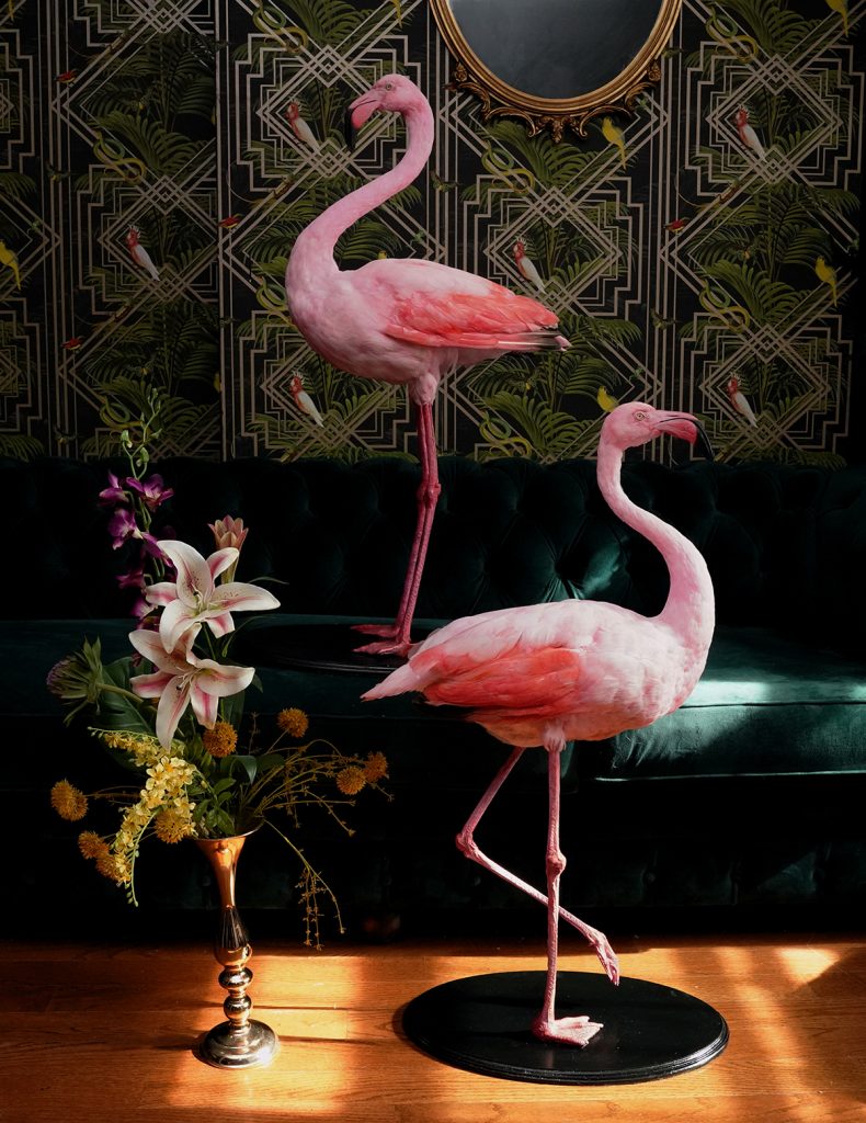 Two flamingoes 